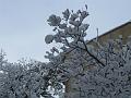 Neve (50)